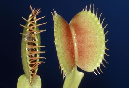 Venusfliegenfalle